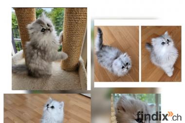 Süsse Flauschekaterli/Kitten