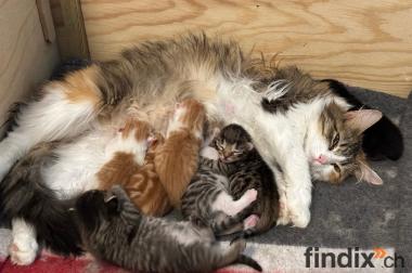 Süsse junge Kitten, Kätzchen , Katzen, Büsis zu 