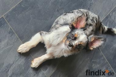 Süßer Chihuahua Bub Langhaar Rüde Welpe sucht 