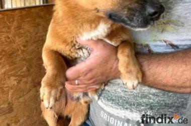 Toby, a.d.Tierschutz, sucht liebes Zuhause