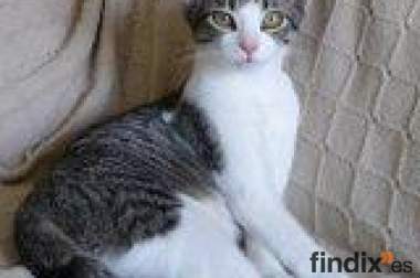 Tom,simpático y juguetón