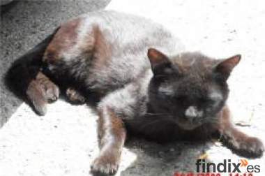 Trufo-Gato adulto en peligro-Madrid