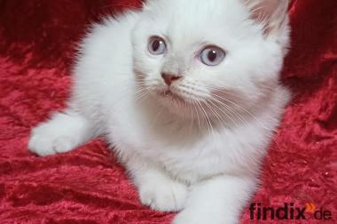 Unsere Amy sucht ein Zuhause!
