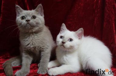 Unsere Kitten suchen ein Traumzuhause! abgabebereit!