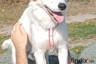 Vale, a.d.Tierschutz, sucht Happy-Home