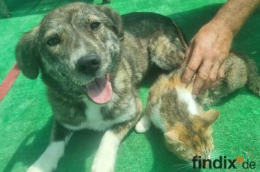 Valentina, a.d.Tierschutz, sucht glückliches zuhause