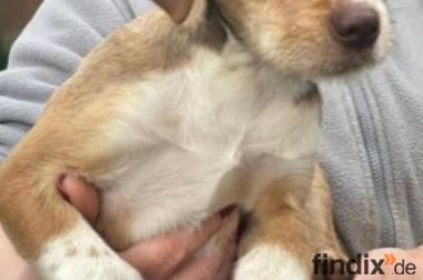 Valerio, a.d.Tierschutz, sucht liebes Happy-Home