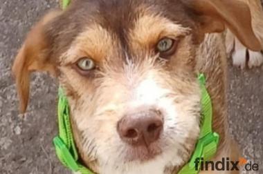 Valerio, a.d.Tierschutz, sucht liebes Happy-Home