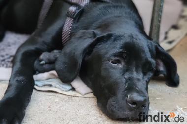 Vega, a.d.Tierschutz, sucht liebes Zuhause
