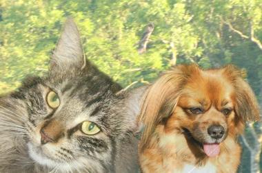 Verhaltenstherapie Hund und Katze