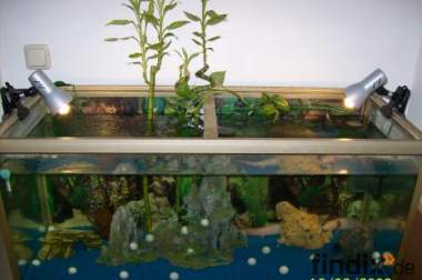 Verkaufe 2 Albino Axolotl mit kompletten Aquarium