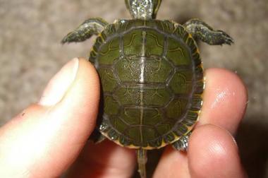 Verschiedene (kleinbleibende) Wasserschildkröten 