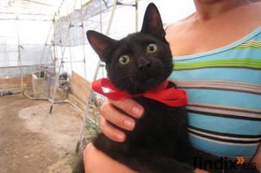Vicky, gatita de 4/5 meses necesita un hogar