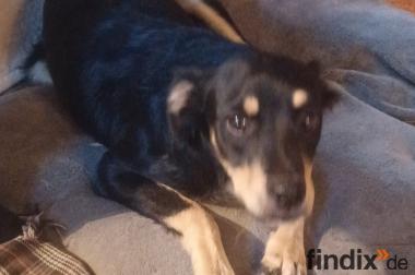 Vico, a.d.Tierschutz, sucht Happy-Home