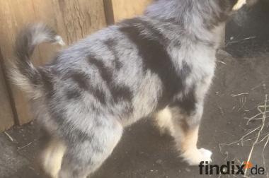 Welpe Golden Chelly Appenzeller Collie 941146 Welpe Golden Chelly Appenzeller Collie 941146