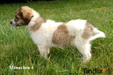 Welpen - Pyrenäen Berghund Mix - Familienhund - 