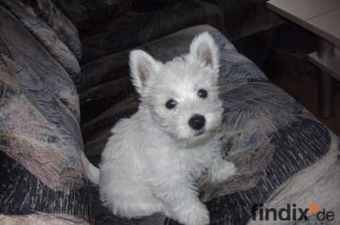 West Highland White terrier