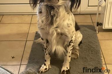 Wonky benötigt dringend ein neues Zuhause