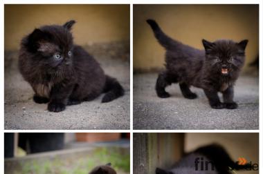 Wunderbare Kitten suchen bald ein liebevolles Zuhause