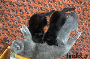 Wunderschön BKH Babys