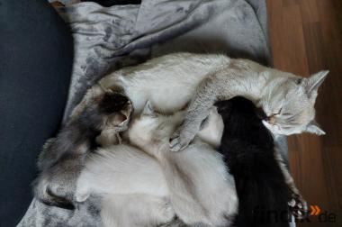 Wunderschöne BKH Kitten suchen ein liebevolles 