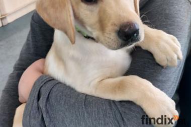 Wunderschöne Deutsch Drahthaar × Labrador Welpen 