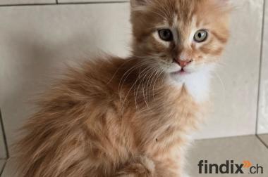 Wunderschöne Maine Coon Kitten mit herausragendem 