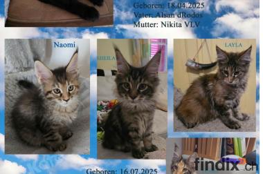 Wunderschöne Maine Coon Kitten mit herausragendem 