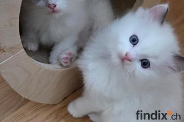 Wunderschöne Ragdoll Kitten zu vergeben