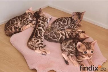 Wunderschöne reinrassige Bengalkitten mit Stammbaum