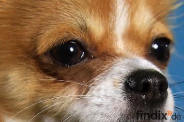 Wunderschöner langhaar Chihuahua Deckrüde in Husky 