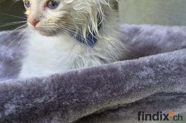 Wunderschöner Ragdoll-Kater