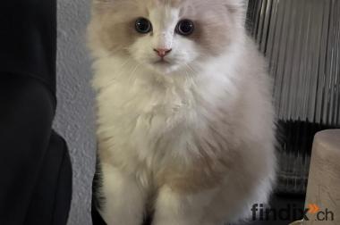 Wunderschöner Ragdoll Kater – Seal Bicolour – 