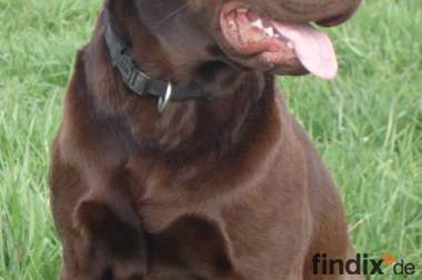 Wurfankündigung Labrador Welpen choco ( Wurfdatum 