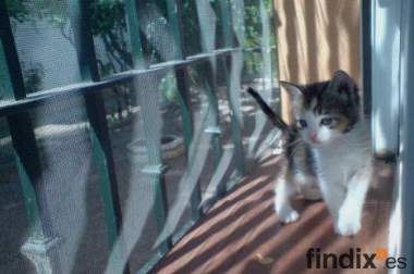 Xena y Kitto,preciosos gatitos de 2 meses