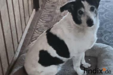 Xipsy, sucht dringend neues Zuhause