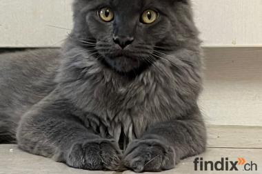 XXL Maine Coon