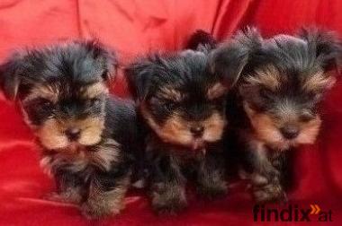 Yorkshire Terrier Welpen