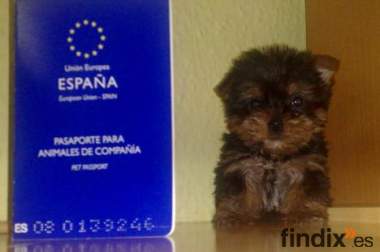 Yorkshire toy micro en Madrid-Moratalaz  390€