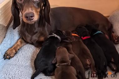 Zwergdackel Welpen