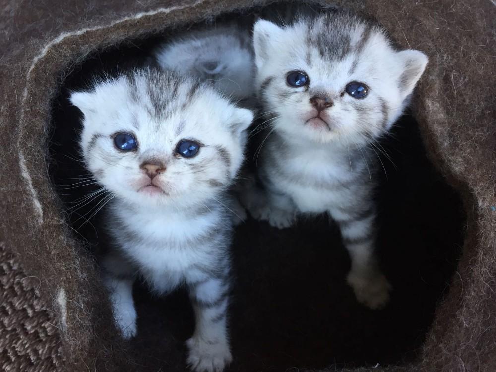 Britisch Kurzhaar Bkh Scottish Fold Kitten Stammbaum 925719