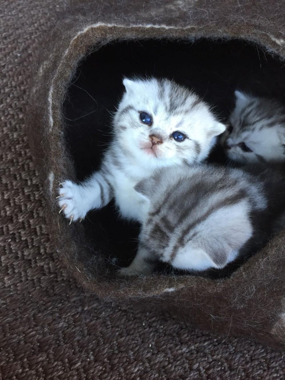 Britisch Kurzhaar Bkh Scottish Fold Kitten Stammbaum 925719