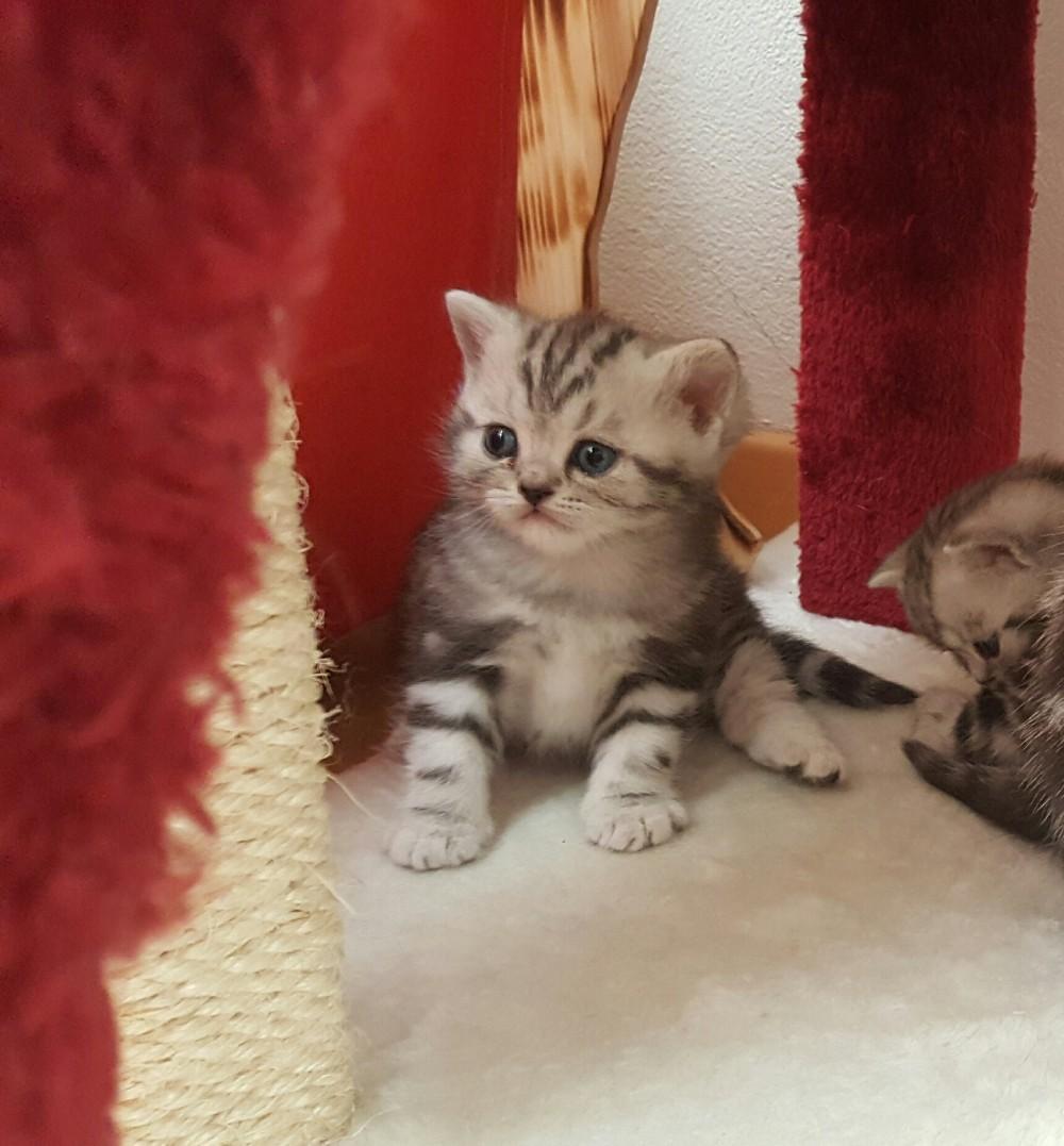 Britisch Kurzhaar Kitten Whiskas Zu Verkaufen 906046