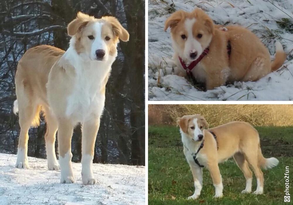 Golden Chelly Welpe Hund Collie Mix 924206