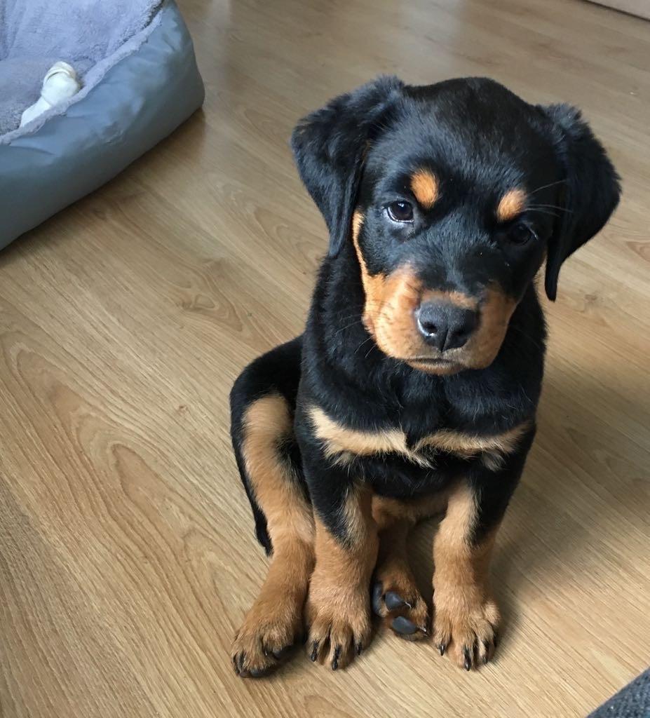Rottweiler Welpe Rottweiler Welpe