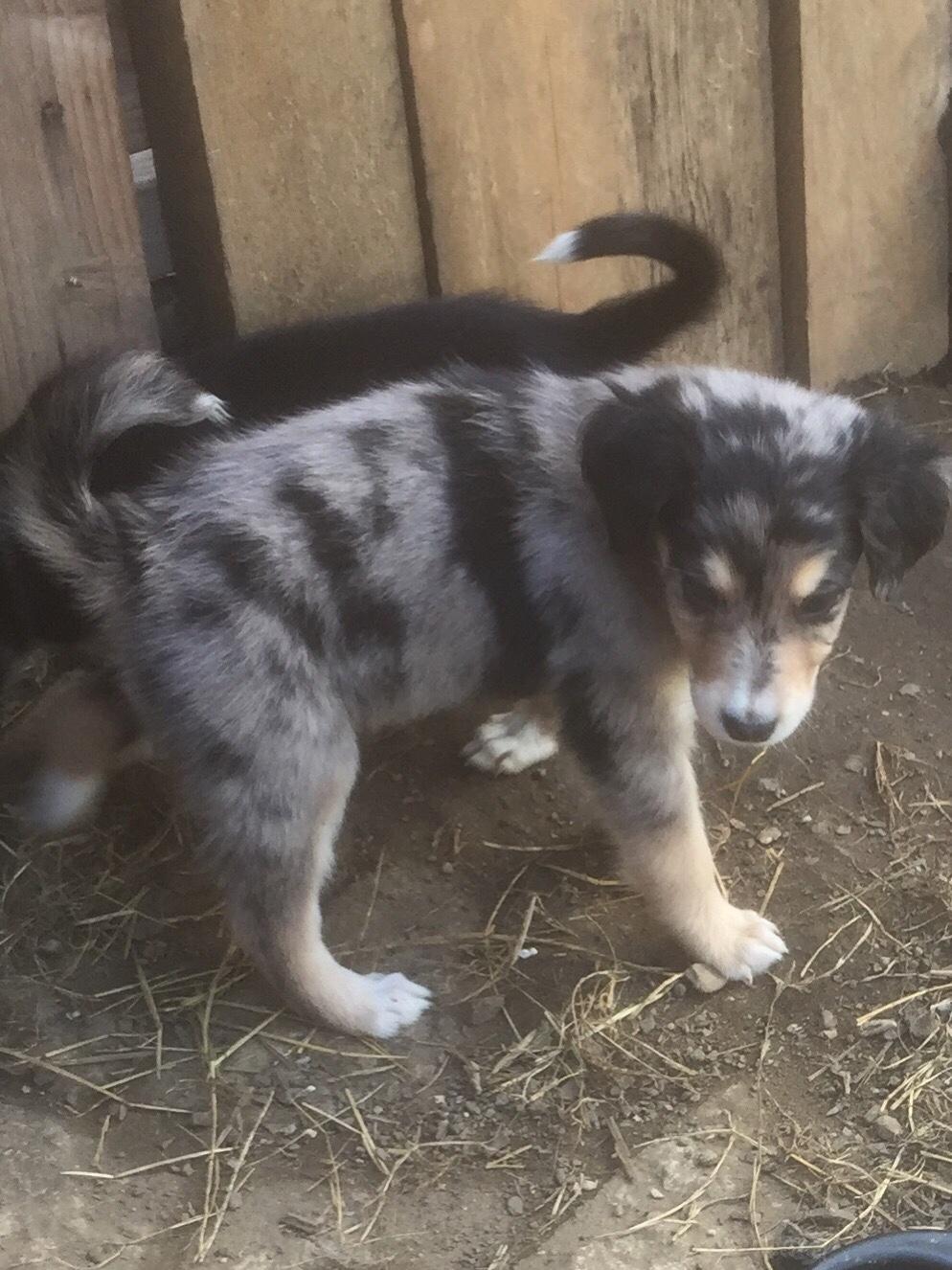 Welpe Golden Chelly Appenzeller Collie 941146 Welpe Golden Chelly Appenzeller Collie 941146