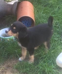 Welpe Golden Chelly Appenzeller Collie 941146 Welpe Golden Chelly Appenzeller Collie 941146