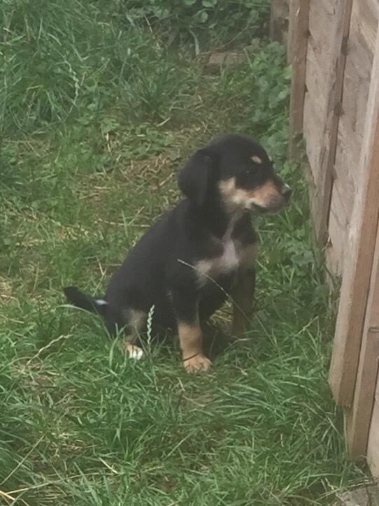 Welpe Golden Chelly Appenzeller Collie 941146 Welpe Golden Chelly Appenzeller Collie 941146