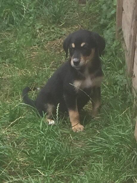 Welpe Golden Chelly Appenzeller Collie 941146 Welpe Golden Chelly Appenzeller Collie 941146