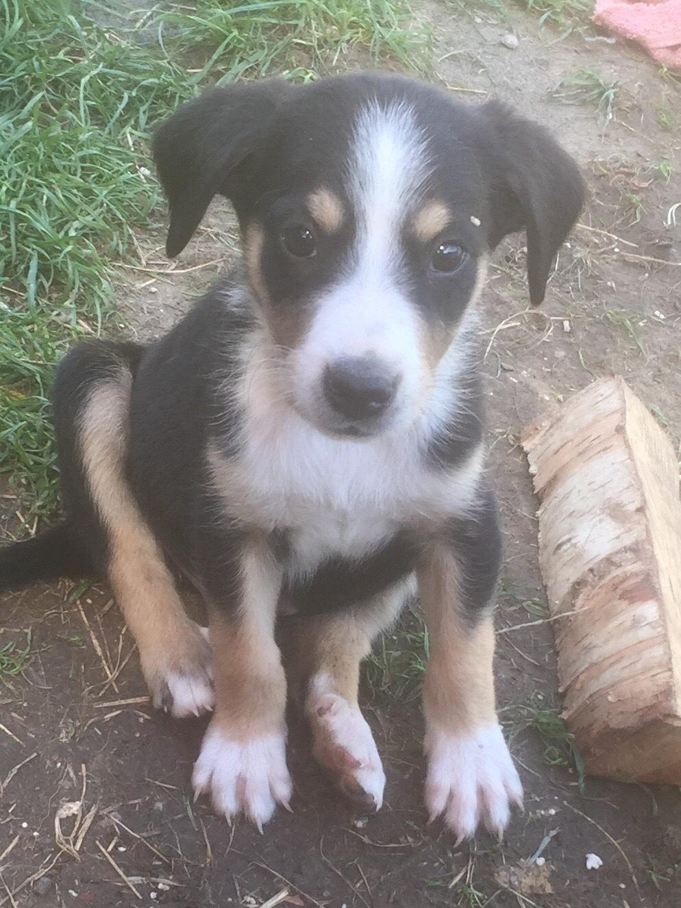 Welpe Golden Chelly Appenzeller Collie 941146 Welpe Golden Chelly Appenzeller Collie 941146